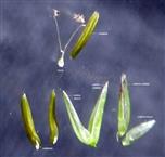 Parts of spikelet